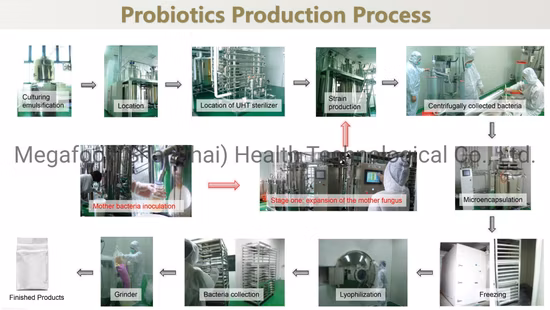 Polvo de probióticos de Lactobacillus Paracasei del suplemento dietético de la categoría alimenticia